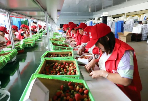 杠杆配资网 沪滇携手结硕果，普陀助力巧家书写振兴新篇章